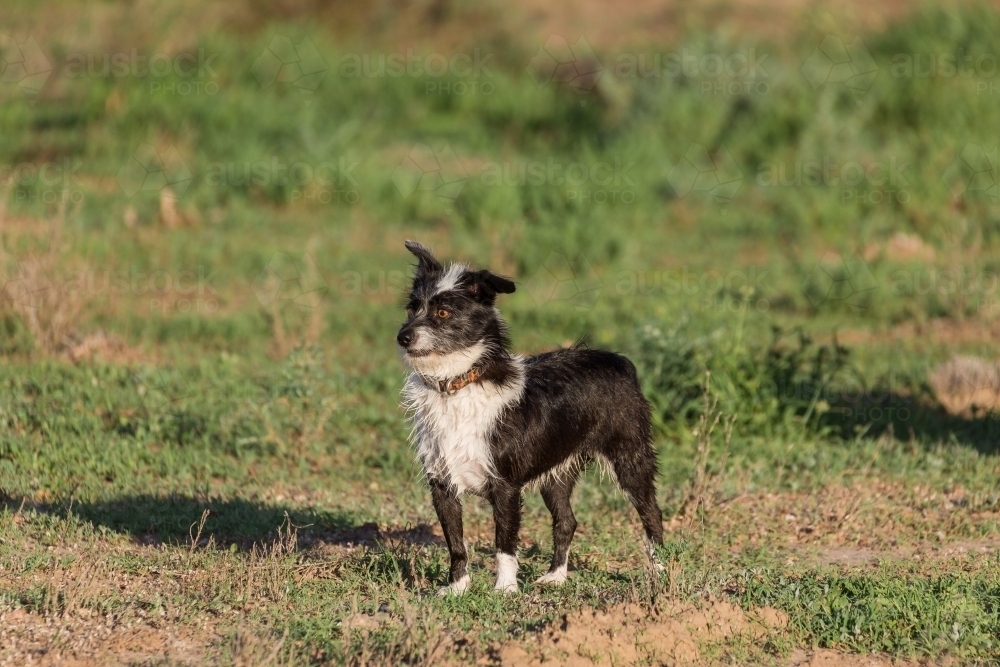 Dog standing looking to the side - Australian Stock Image