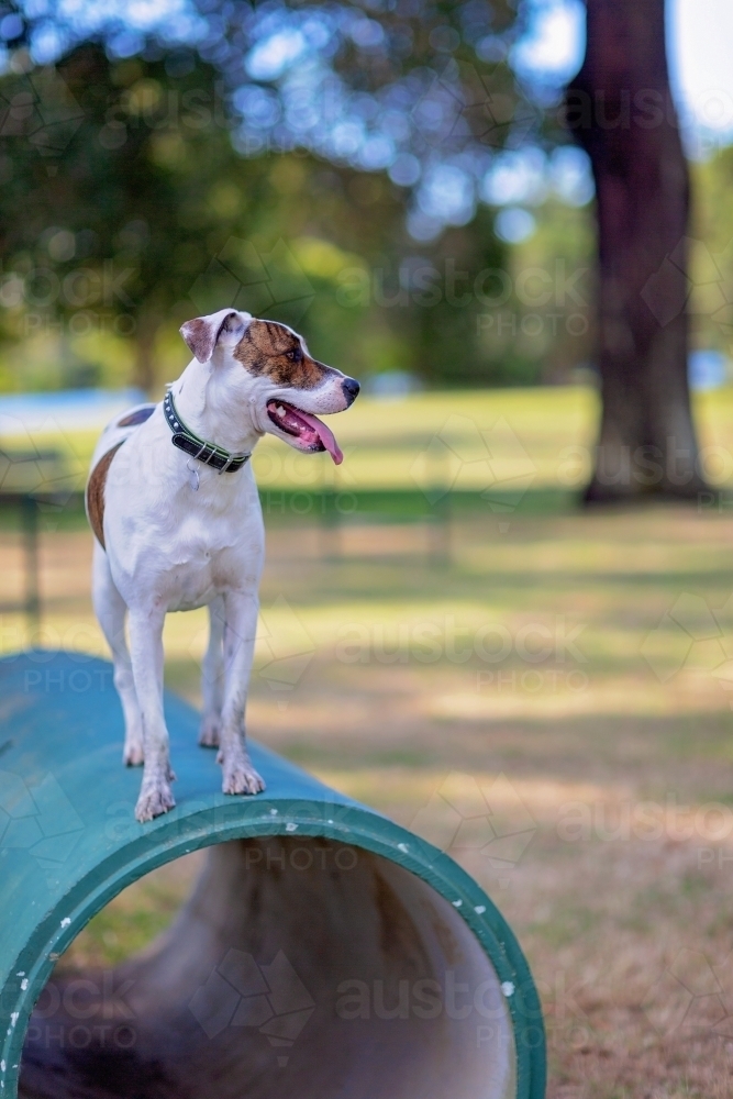 Dog stands on large pipe at dog park - Australian Stock Image