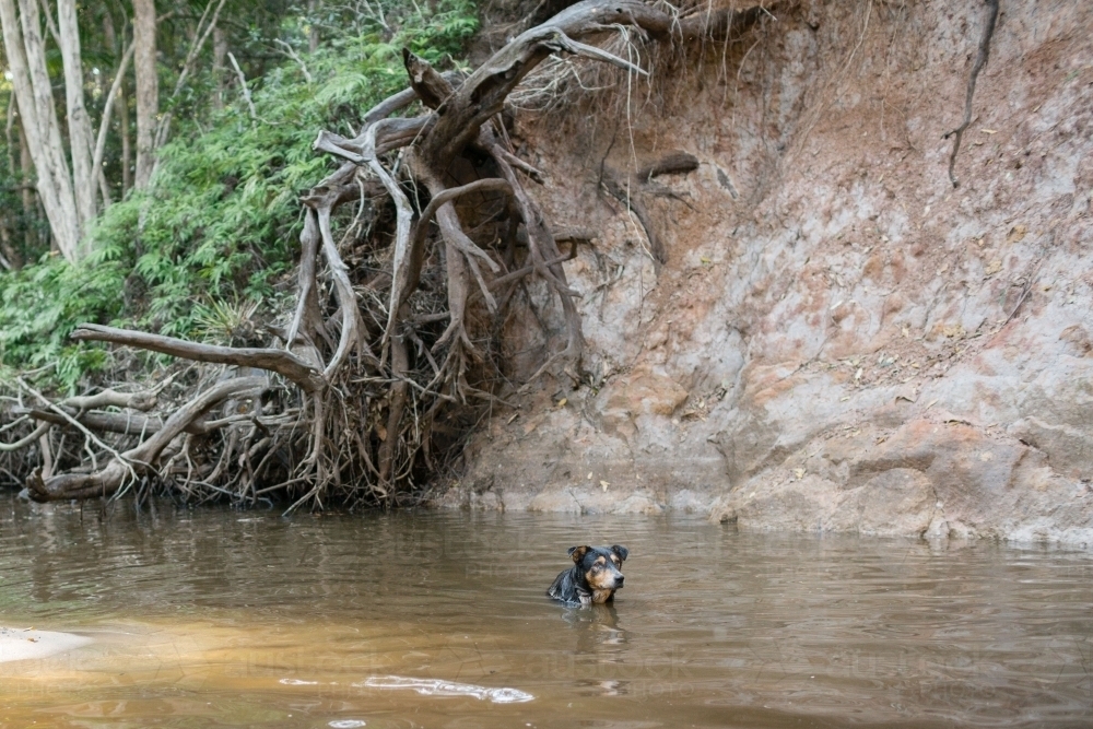 Dog swimming in creek - Australian Stock Image