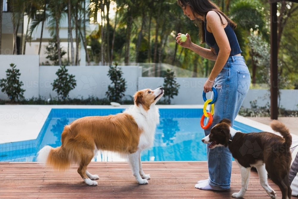 dog training at home - Australian Stock Image