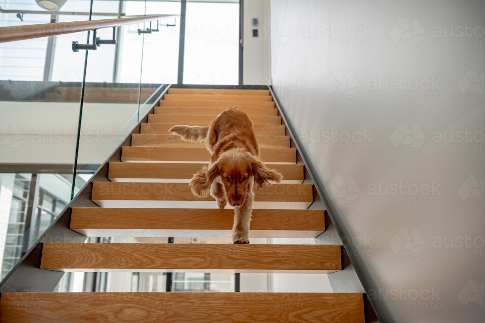 Dog walking down wooden stairs in house - Australian Stock Image