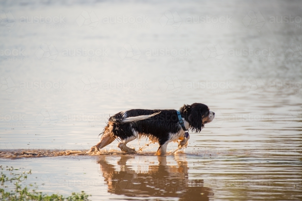 Dog walking in water - Australian Stock Image