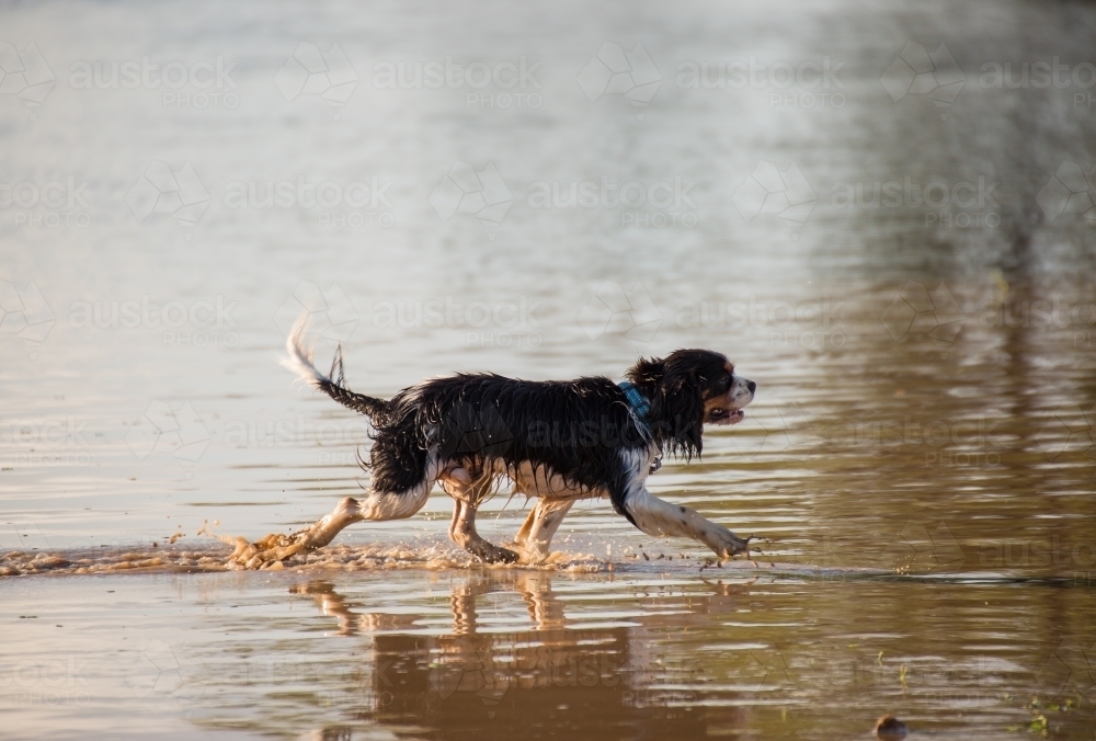 Dog walking in water - Australian Stock Image