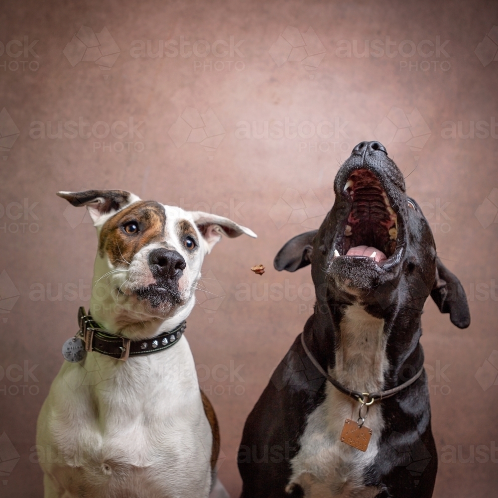 Dogs in Studio catching Treats Thrown to Them. - Australian Stock Image