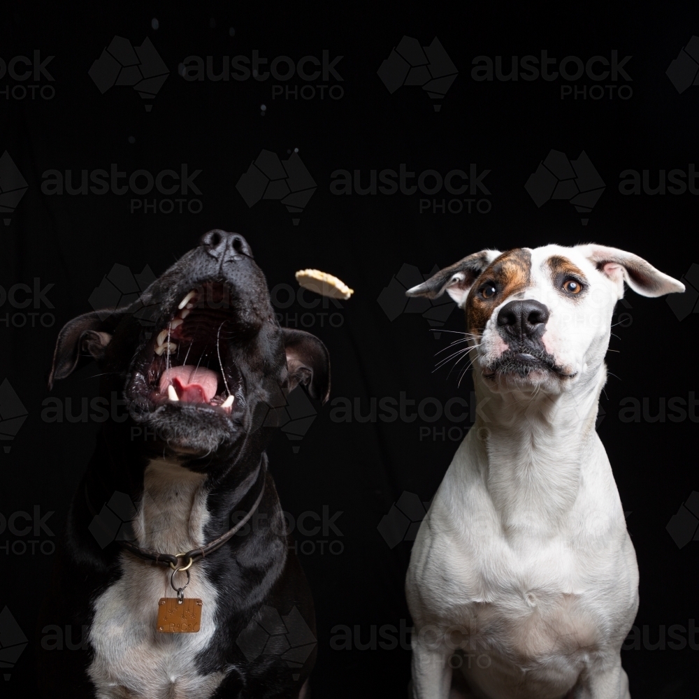 Dogs in Studio catching Treats Thrown to Them. - Australian Stock Image