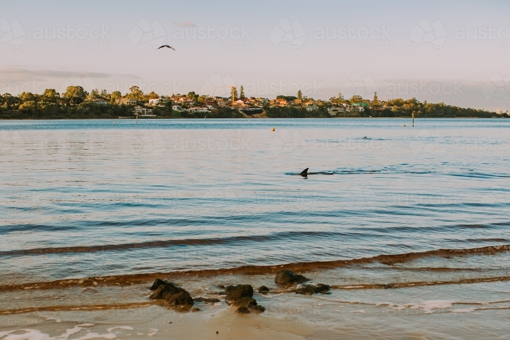 Dolphin swimming close to shore in river - Australian Stock Image