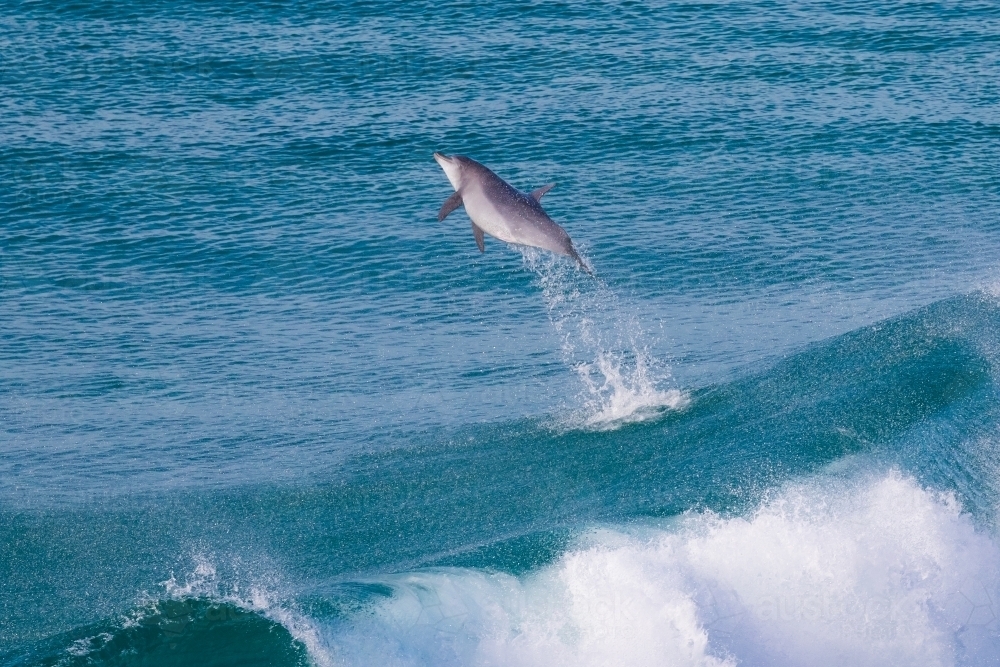 Dolphins Riding Waves - Australian Stock Image