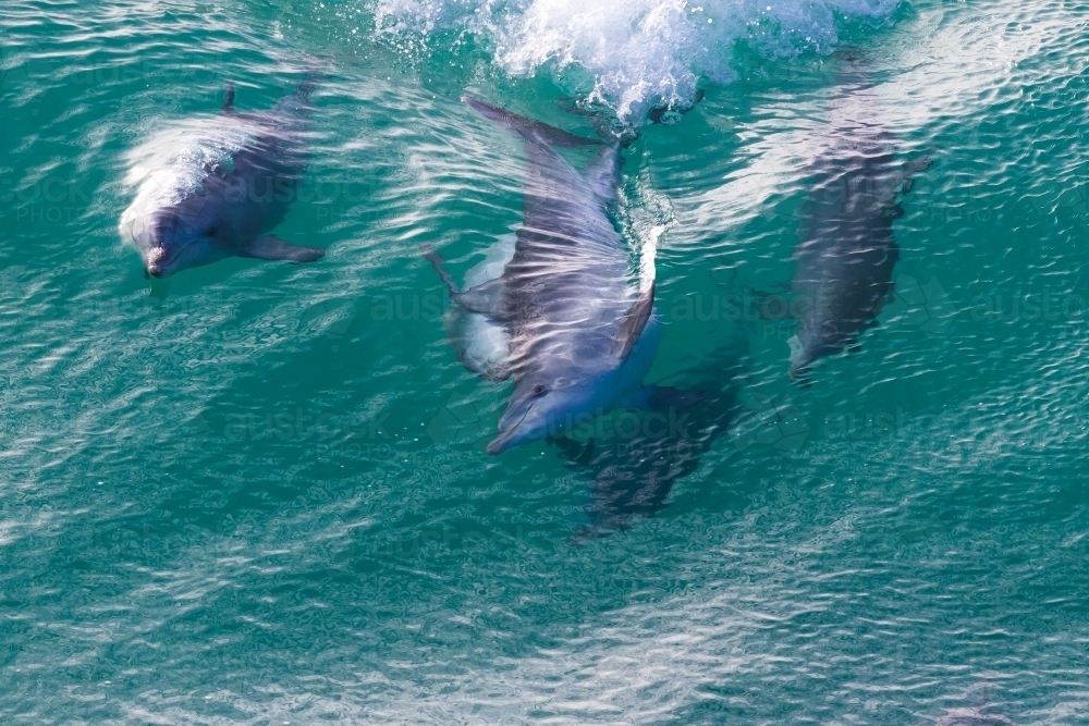 Dolphins Riding Waves - Australian Stock Image