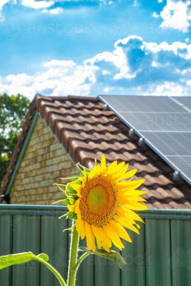Domestic rooftop solar panels under blue sky with sunflower. - Australian Stock Image
