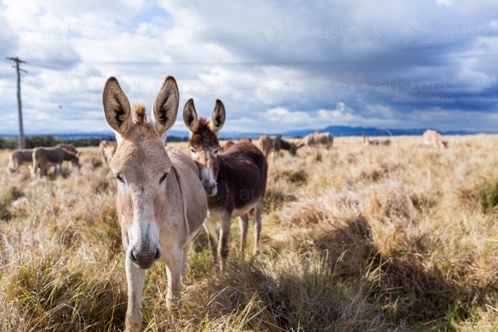 donkey herd in sunlit paddock with dark clouds behind on Australian farm - Australian Stock Image