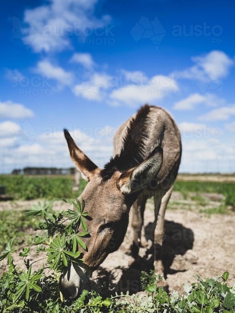 Donkey in rural field feeding on lupin plant on sunny day - Australian Stock Image