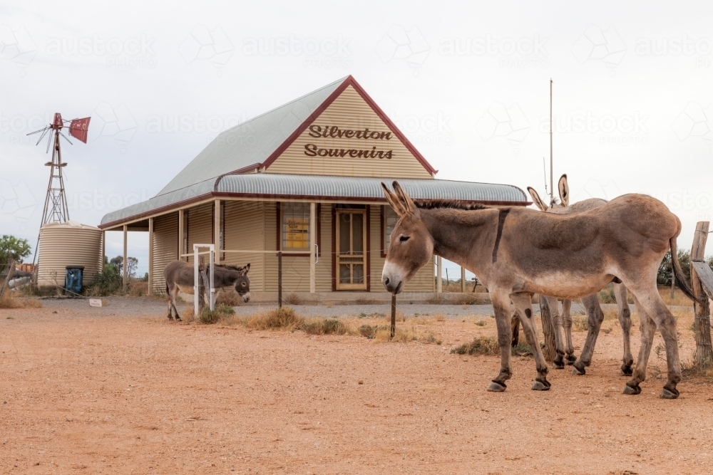 Donkeys in Regional Australia - Australian Stock Image