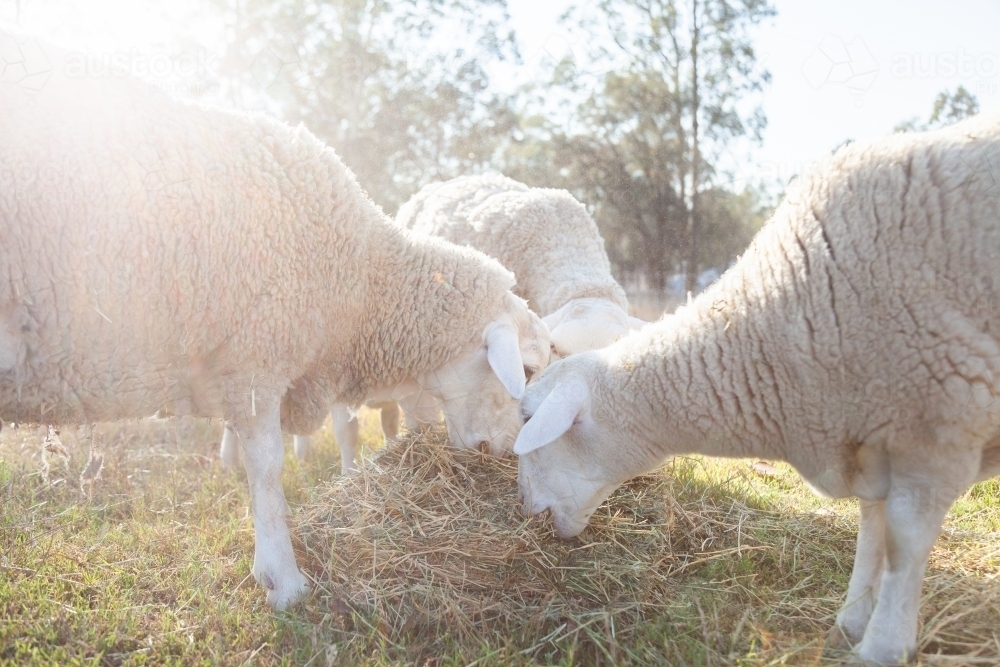 Dorper sheep eating hay - Australian Stock Image