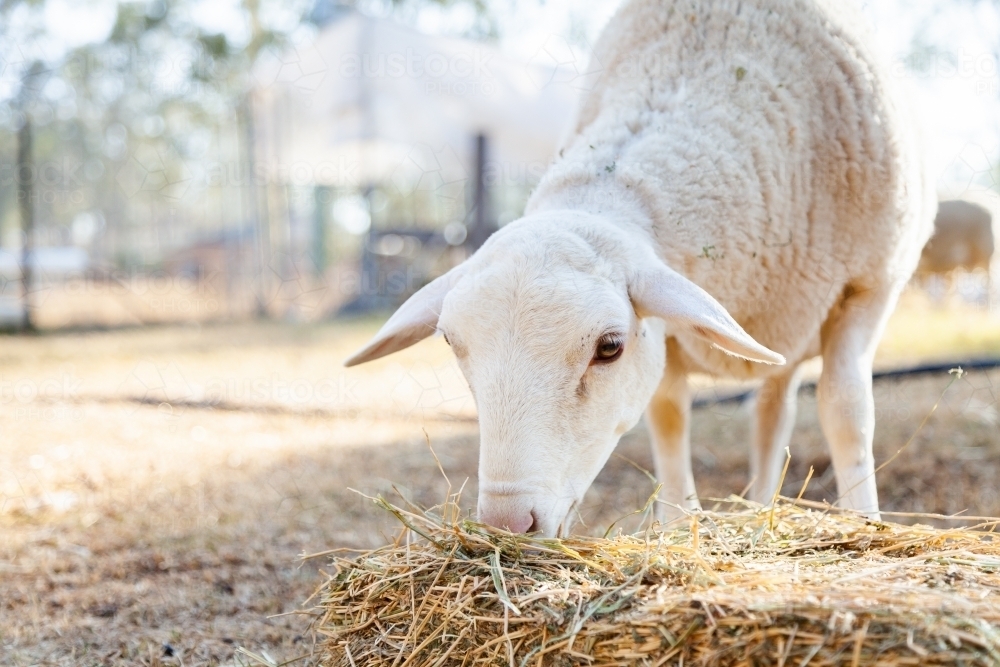 Dorper sheep eating hay - Australian Stock Image