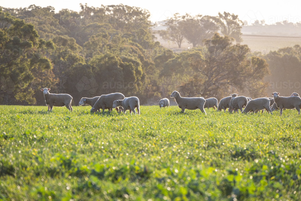 Dorset lambs standing in a green grazing wheat crop at sunset - Australian Stock Image