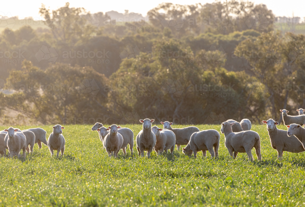 Dorset lambs standing in a green grazing wheat crop at sunset - Australian Stock Image