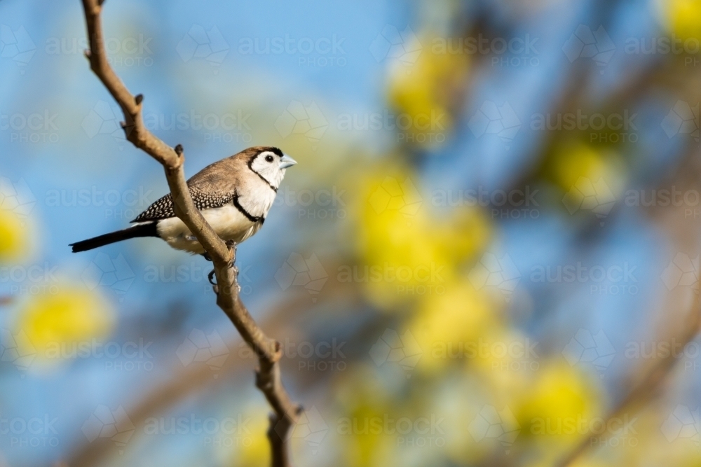 Double barred Finch on branch with blurred  background - Australian Stock Image