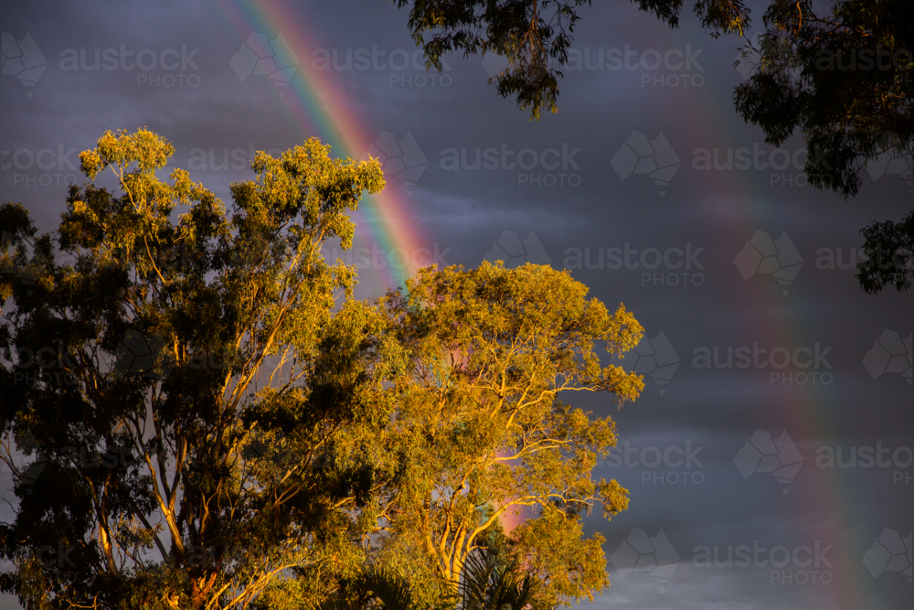 double rainbow behind gum trees in the afternoon light - Australian Stock Image