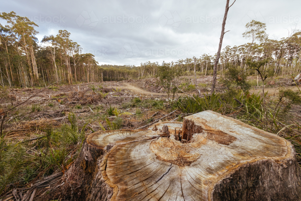 DOVER, AUSTRALIA - FEBRUARY 23: Forestry Tasmania continues logging of Southwest National Park - Australian Stock Image