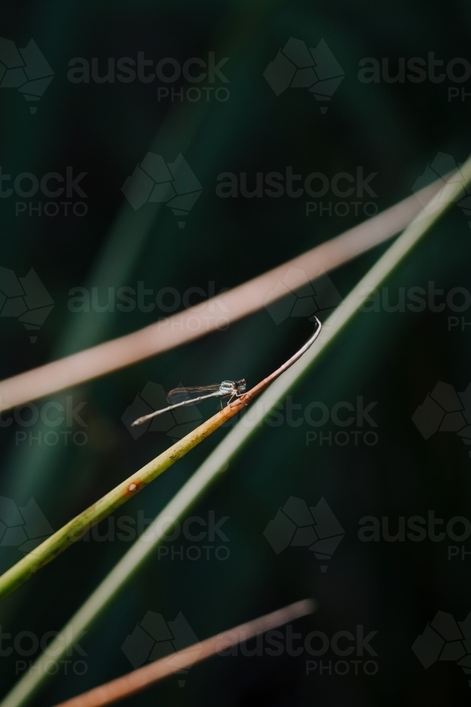 Dragonfly - Australian Stock Image