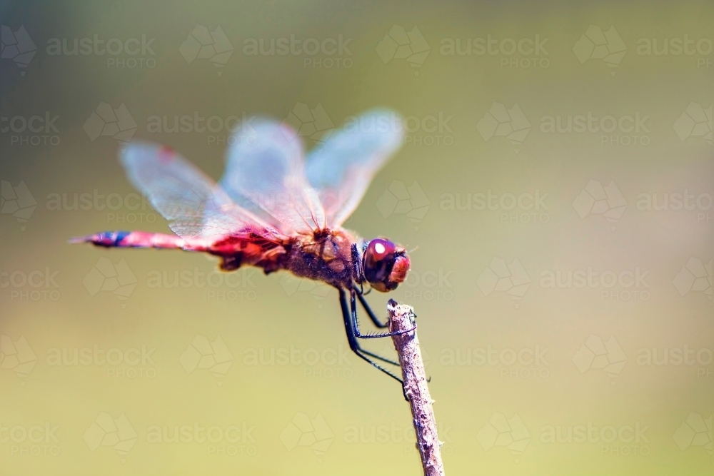 Dragonfly on stick - Australian Stock Image