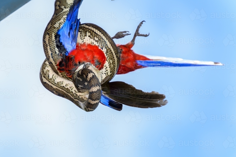 Dramatic view of a python hanging off a roof devouring a Crimson Rosella - Australian Stock Image