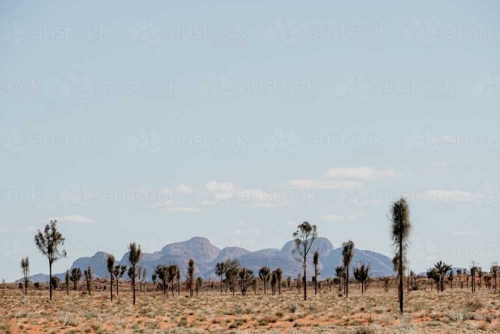 Dried bushes with mountain background - Australian Stock Image