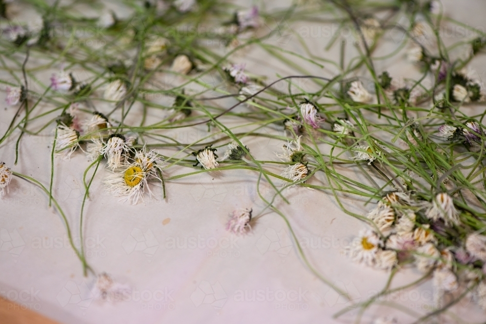 dried flowers used in herbal remedies - Australian Stock Image