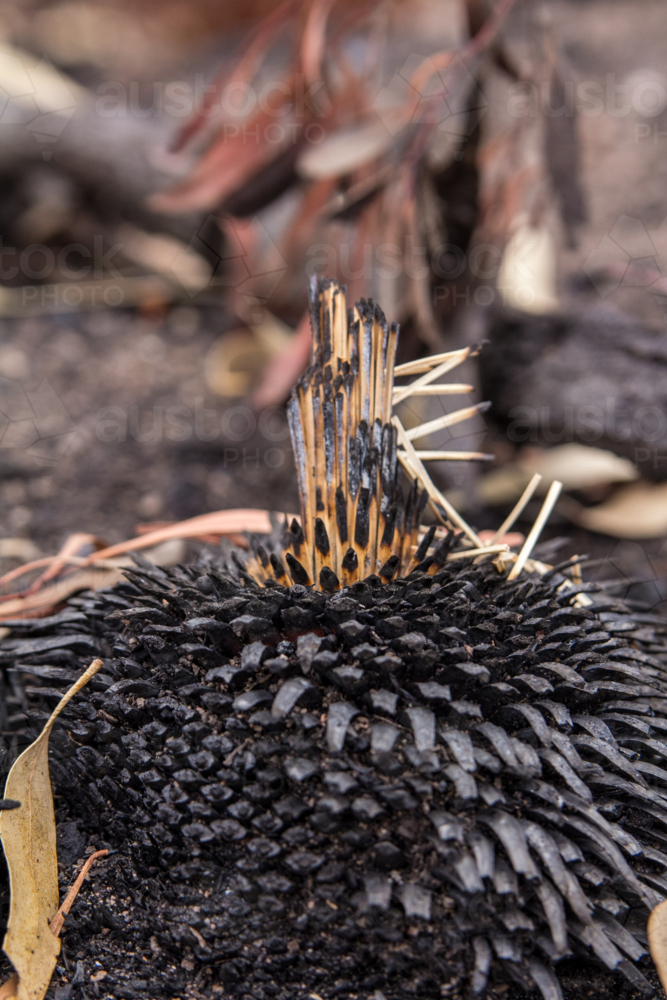 dried stalks push up from xanthorrhoea tree in aftermath of bushfire - Australian Stock Image