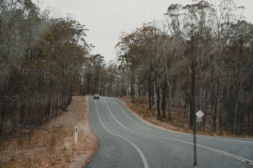 Driving along a winding rural road with burnt trees. - Australian Stock Image