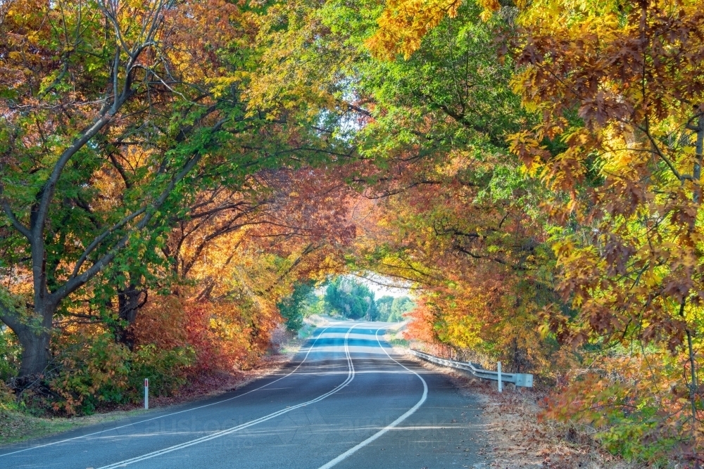 Driving through the windy autumn avenue on a sunny day - Australian Stock Image