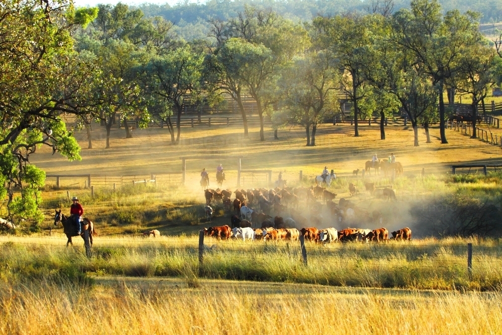 Drovers taking a mob of cattle from a cattle station onto the "long paddock" - road. - Australian Stock Image