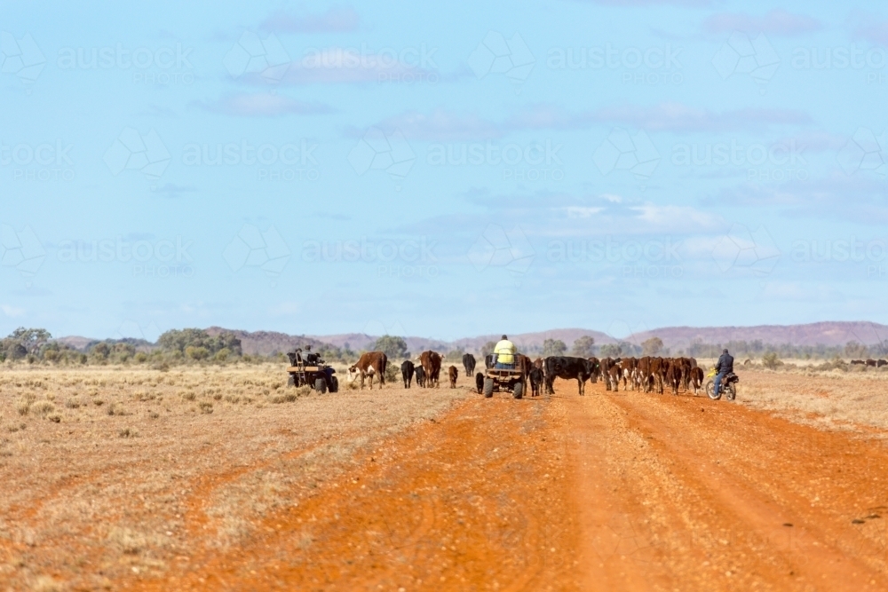 Droving cattle in the outback using motorbikes - Australian Stock Image