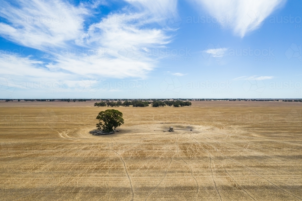 Dry brown paddock with a tree offering shade to some sheep in the Mallee. - Australian Stock Image