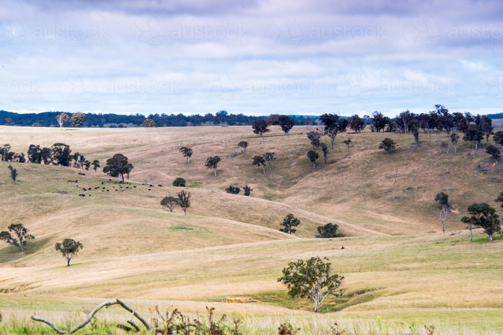 Dry countryside paddocks with storm clouds above. - Australian Stock Image