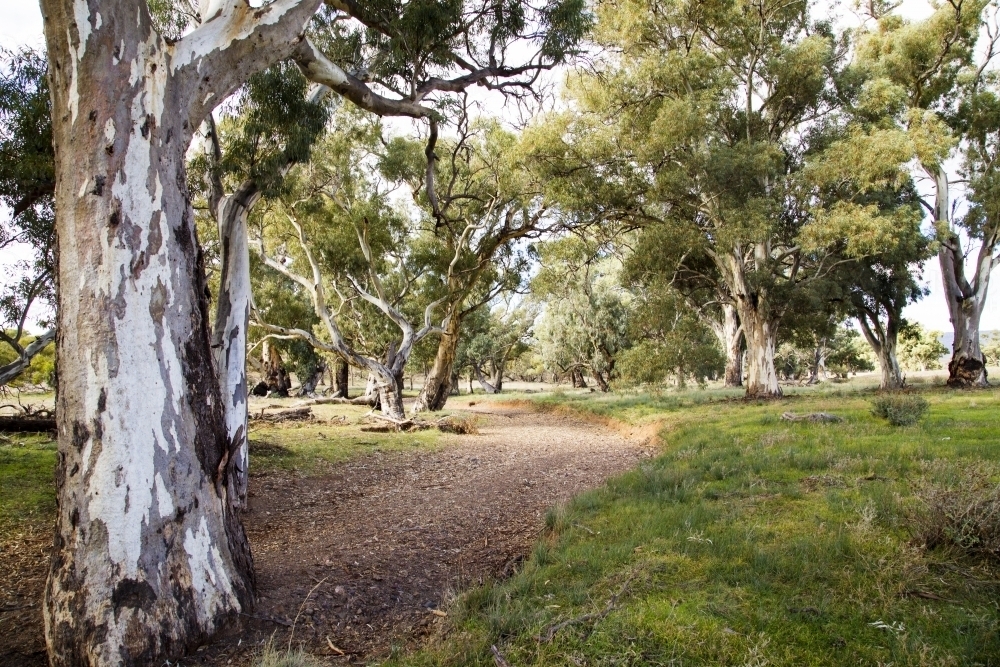 Dry creek lined with gum trees, horizontal - Australian Stock Image