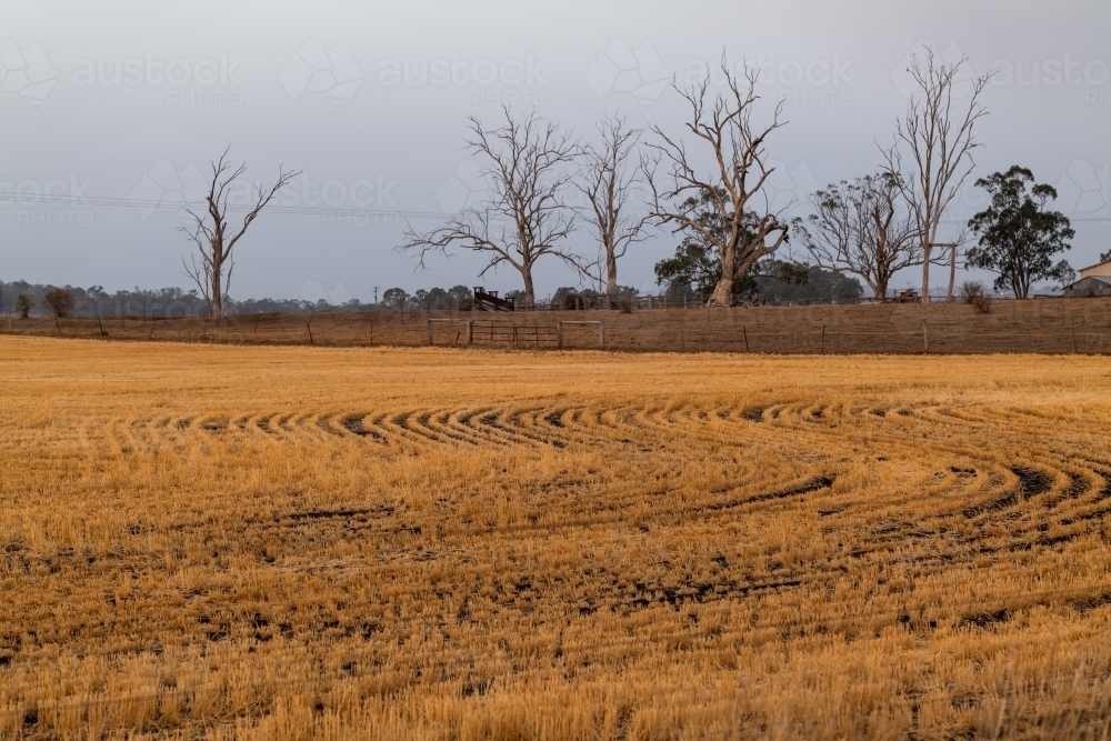 Dry farm paddock with crop and dead trees - Australian Stock Image