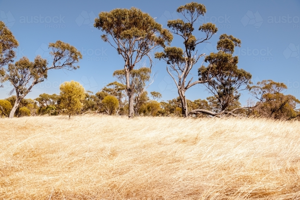 Dry golden grass and eucalyptus trees in paddock in Western Australia - Australian Stock Image