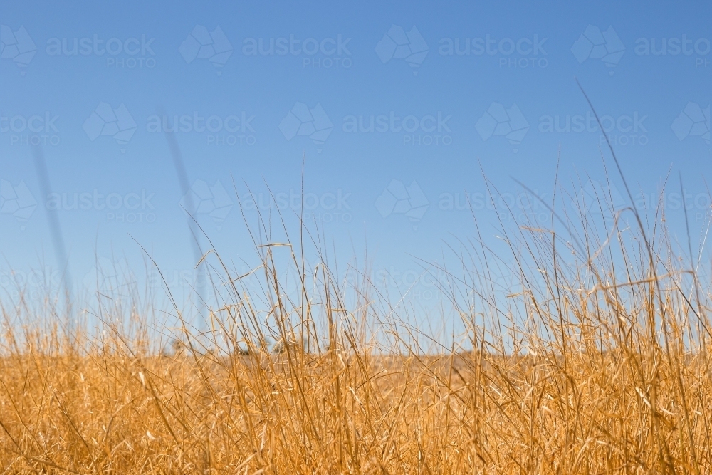 Dry grass in natural setting - Australian Stock Image