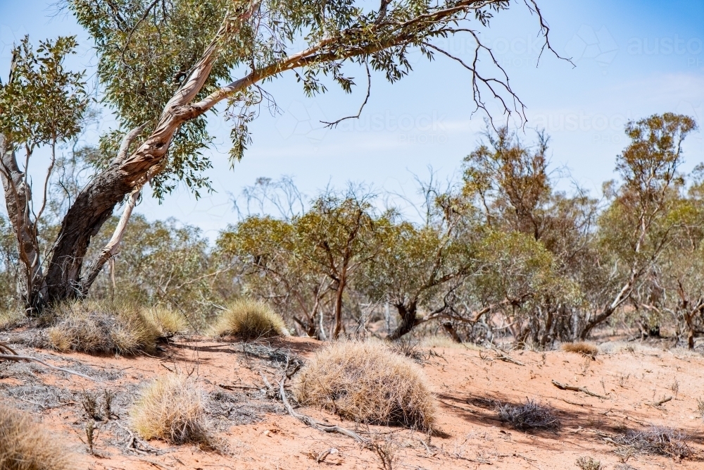 Dry, hot conditions in the outback sun. - Australian Stock Image