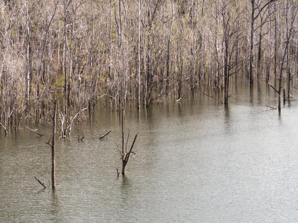 Dry leaved trees growing in water - Australian Stock Image