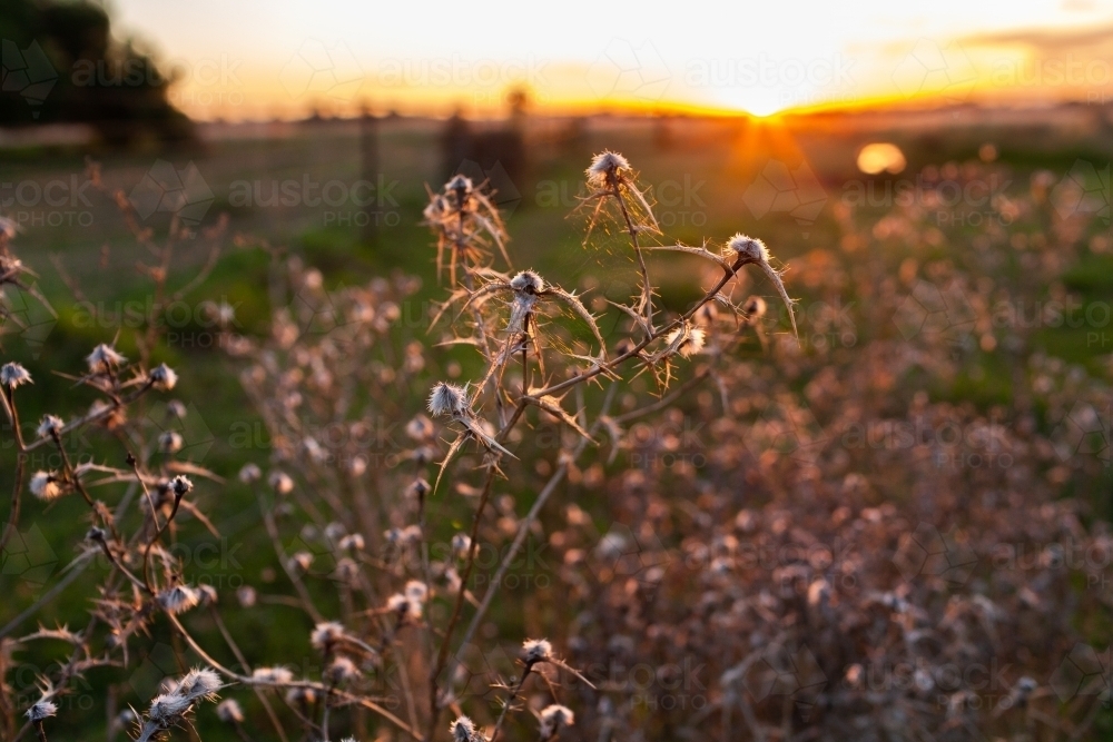 Dry thistle weeds at sunset on farm - Australian Stock Image