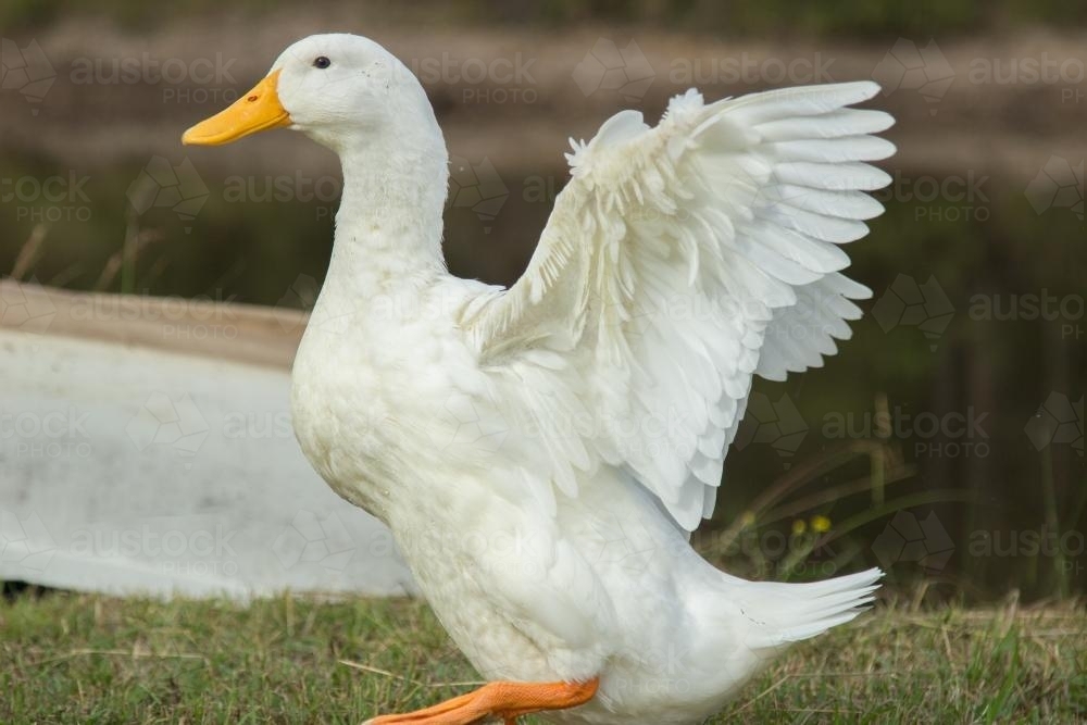 Duck flapping after a swim in the dam - Australian Stock Image