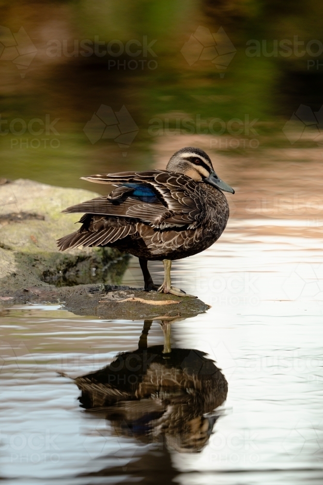 Duck on edge of water - Australian Stock Image