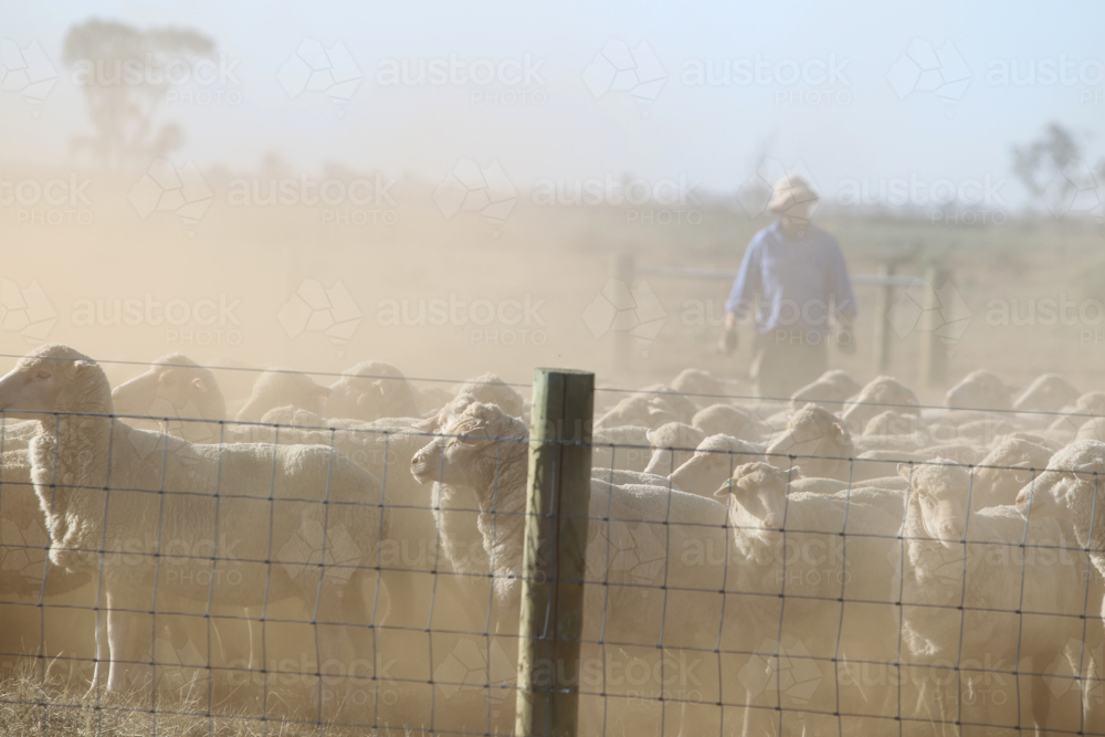 Dusty farm scene with sheep mob pressed against fence and farmer in the dust - Australian Stock Image