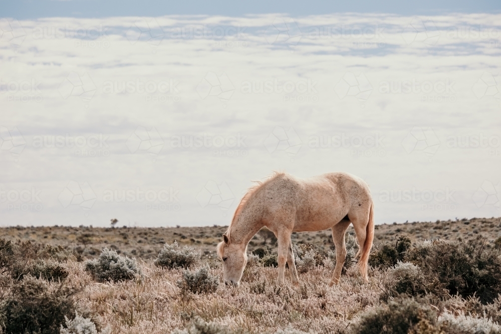 Dusty wild horse grazes in the outback - Australian Stock Image