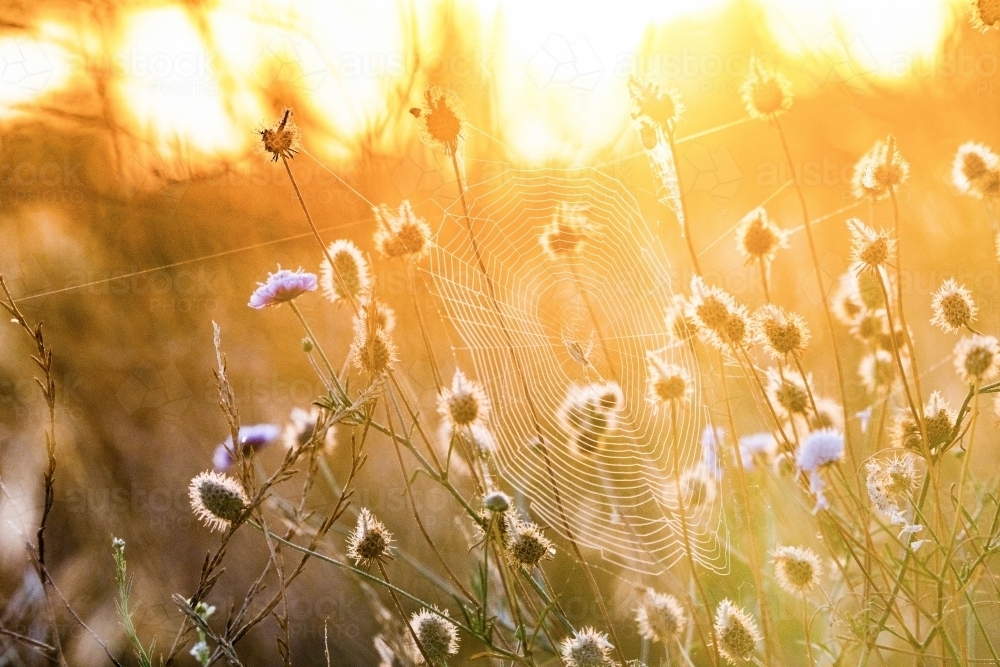 Early morning sun shining a spider web. - Australian Stock Image