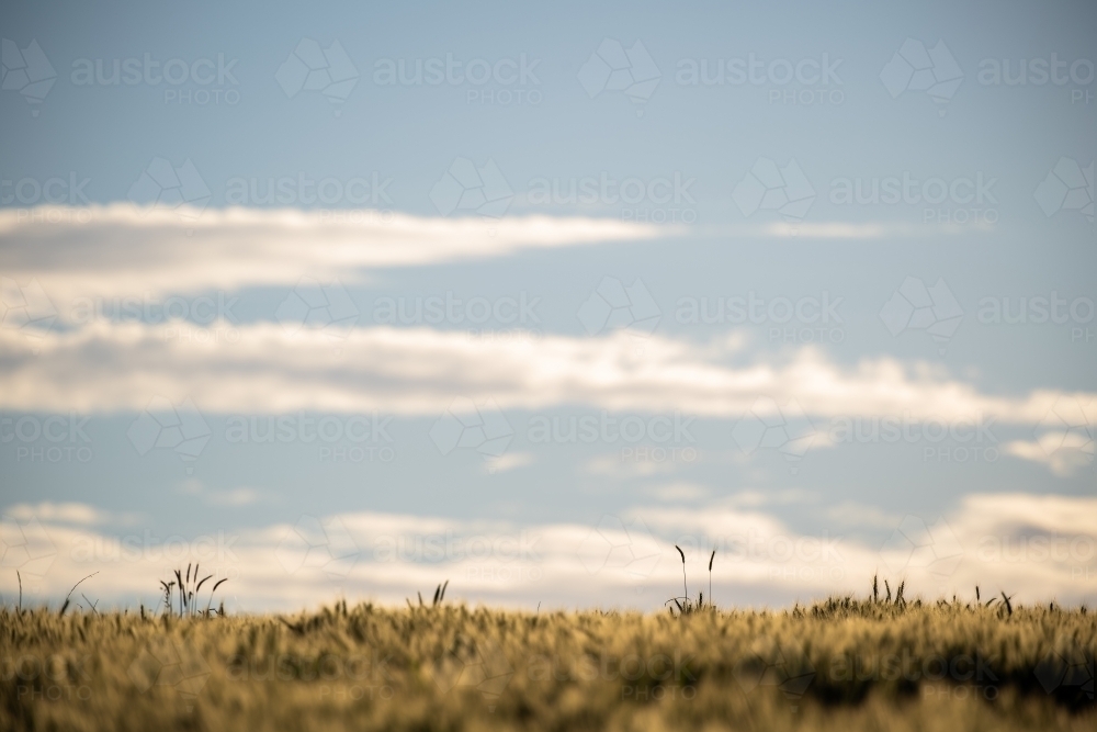 Ears of wheat stand out from crop and blue sky - Australian Stock Image