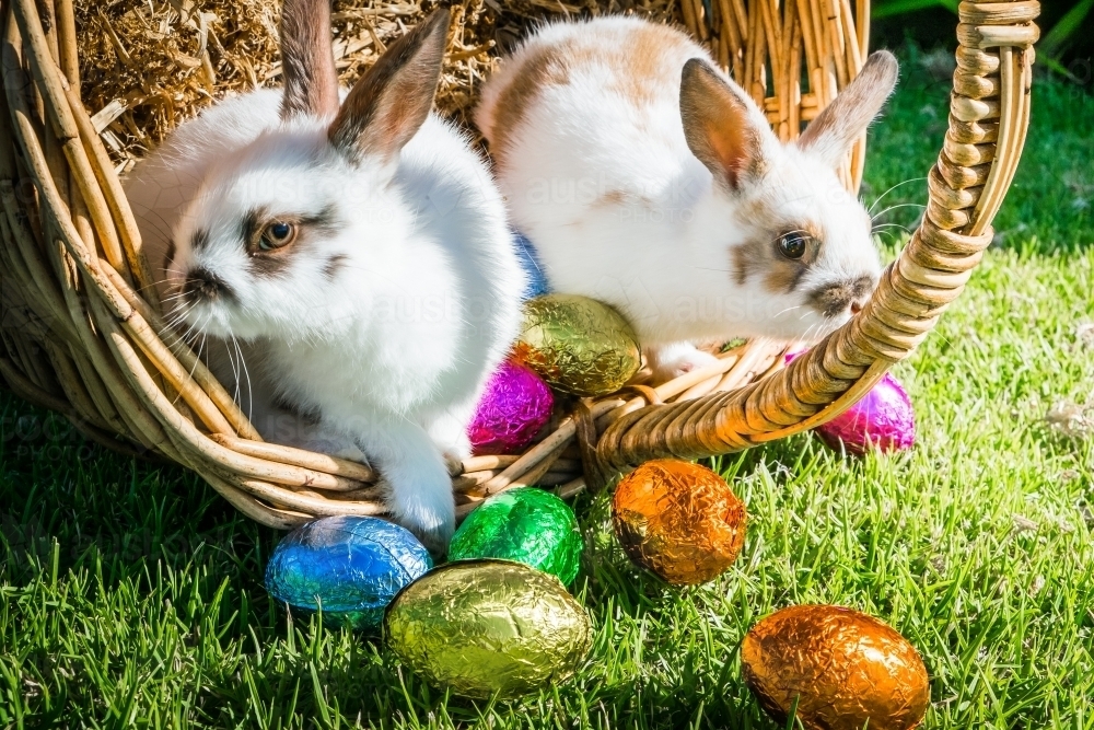 Easter bunnies in a basket guarding the chocolate eggs - Australian Stock Image