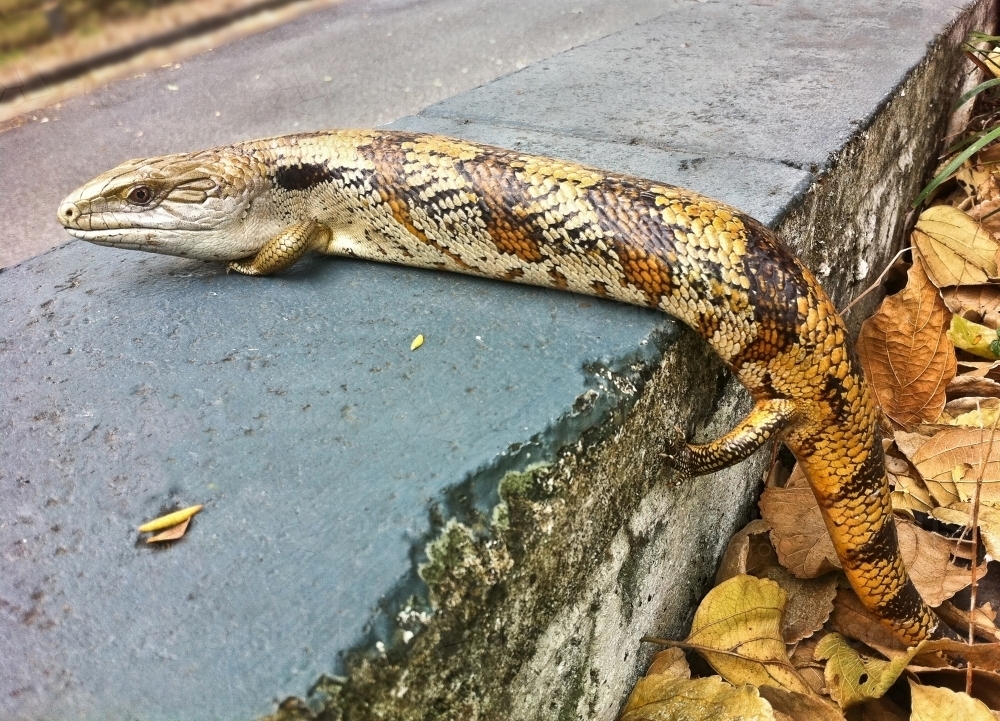 Eastern Blue Tongue Lizard (Tiliqua Scincoides), bluetongue - Australian Stock Image